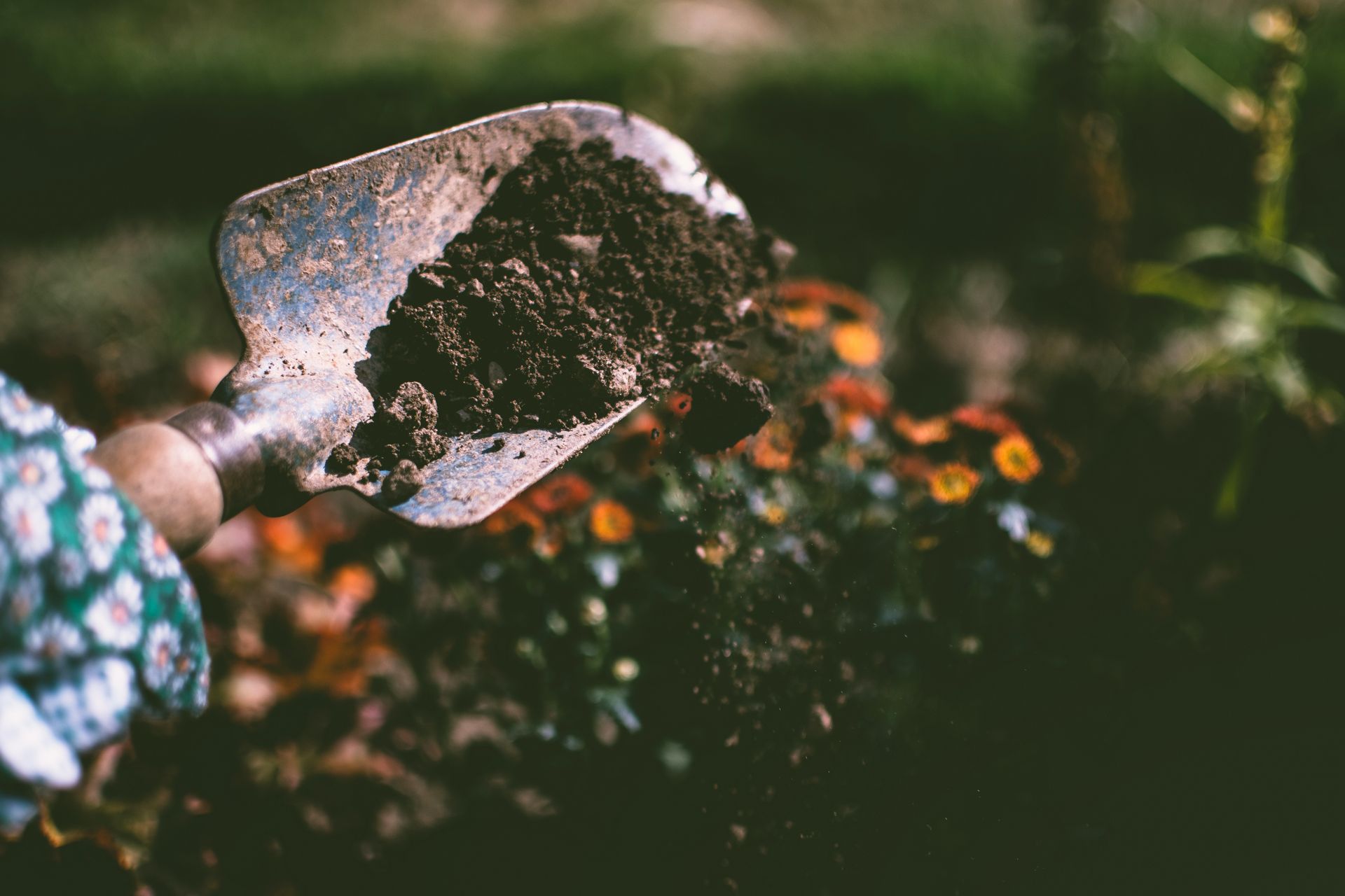 Gardener planting a colourful flower bed as part of a professional landscaping project